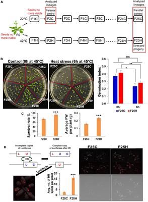 Multigenerational Exposure to Heat Stress Induces Phenotypic Resilience, and Genetic and Epigenetic Variations in Arabidopsis thaliana Offspring